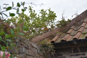 GrievesCottage
