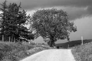 DSC_7210_SW