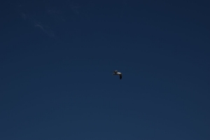 DSC_7477